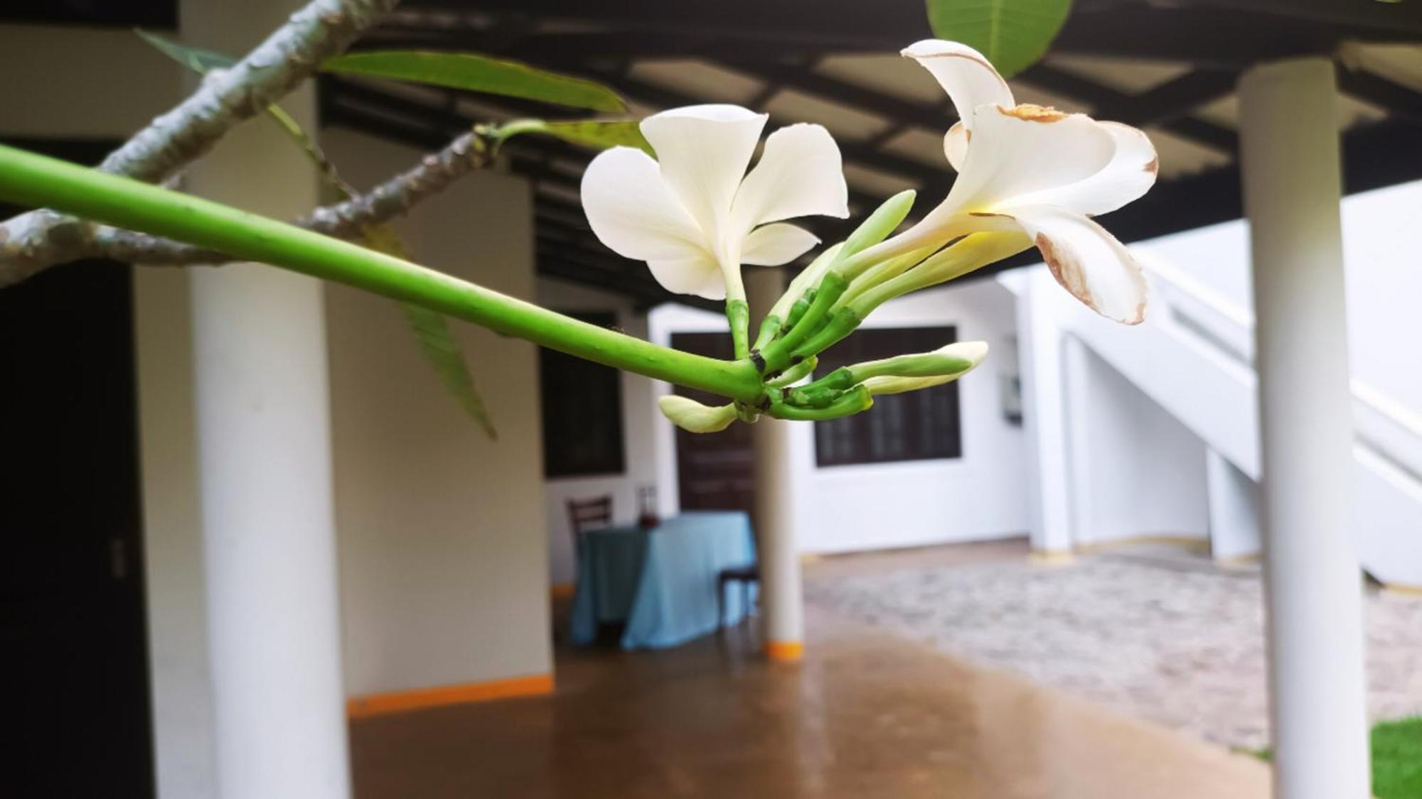 Greenery Lanka Villa أونا واتونا المظهر الخارجي الصورة